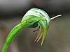 Pterostylis xingens - Sharp Greenhood.jpg